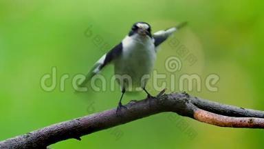 欧洲的披风捕蝇器-绿林中的一只小飞虫雄鸟坐在树枝上，旁边是他的喙